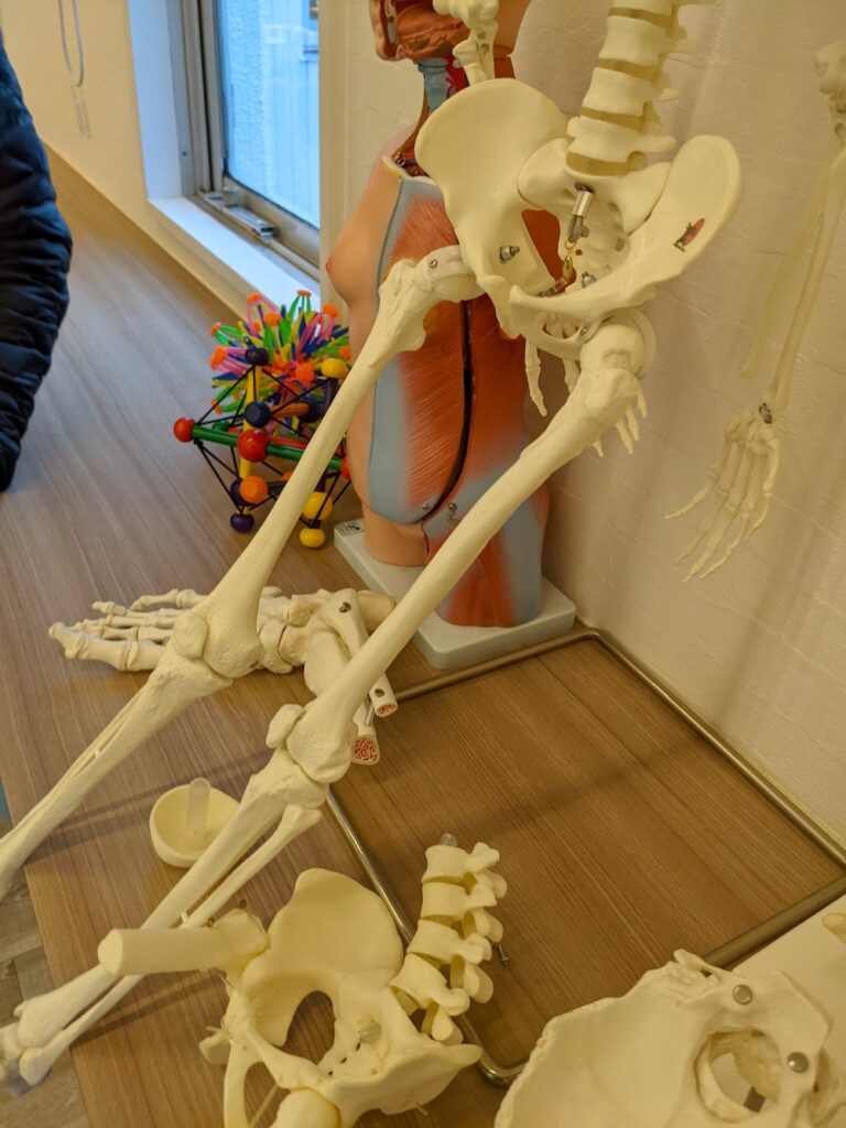 骨格模型とNinja Anatomy